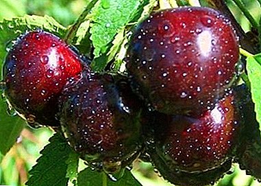 Tahan beku, rasa buah yang luar biasa dan hasil panen yang baik, Nadezhda cherry