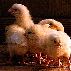 Gali sukelti medžiagų apykaitos sutrikimus avitaminoze K viščiukams