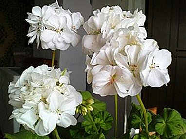 ¿Puedo tener geranios en la casa? Los beneficios y daños de la flor, así como las características del cuidado de las plantas de interior.