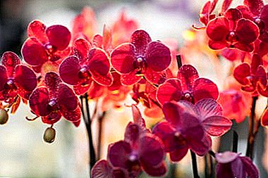 È possibile tenere un'orchidea in un appartamento: è velenoso o no, quali benefici e quali danni ha per una persona?