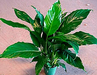 Is it possible to transplant a spathiphyllum in winter, how to ensure proper care for it?