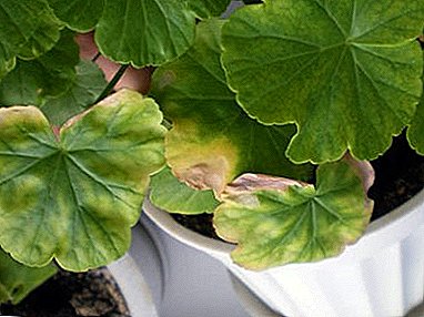 ¿Es posible ayudar al geranio real, si sus hojas se vuelven amarillas, qué hacer cuando aparecen otras enfermedades?