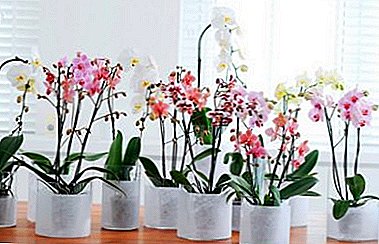 Je li moguće spasiti orhideju ako su njezini korijeni suhi, a lišće žuto i kako to učiniti?