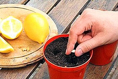 Is it possible to grow lemon from the stone at home, so that there are fruits? Instructions and rules