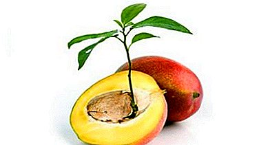Is het mogelijk om mango thuis uit zaad te laten groeien en hoe dat te doen?