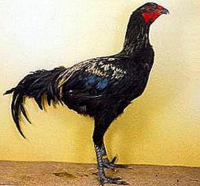 Penampilan gelap dan watak pemarah - ciri khas ayam Luttiher