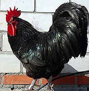 Meat breed with qualities of a good layer - hens Australorp Black