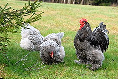 Cochin Blue Meat Chickens: Opprinnelse, vedlikehold og avl