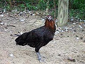 Aves de carne que podem se defender - galinhas criam Kubalaya