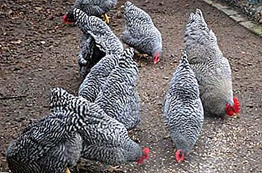 Amrox Meat-Egg Chicken: Sorunsuz Bir Bakım