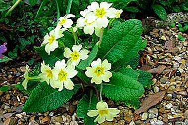 On the eve of cold weather: preparing the primrose for the winter