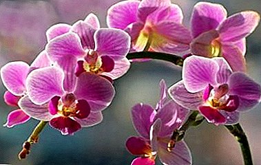 Notera till orkidéägare: hur många gånger om året och hur länge planterar plantan?