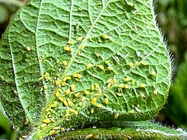 Aphid invasjon: hvordan å håndtere et skadedyr på agurker?
