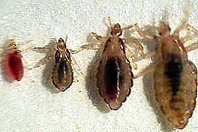 Quão perigosos são os insetos e pulgas em galinhas e como se livrar de sanguessugas?