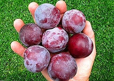 The real pride of gardeners - Chinese plum "Alenushka"