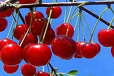 The real sweetness of early fruits is the cherry variety Dessert Morozova