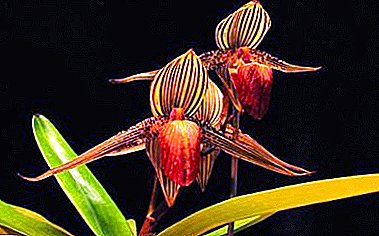 Ett riktigt mirakel är den gyllene orkidéen: beskrivning, foto och vård