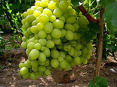 Todellinen aarre - valkoinen Lancelot-viinirypäleet