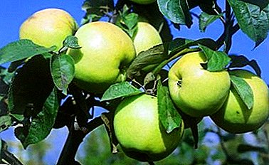 Een echte decoratie voor uw tuin is de Lyubava-appelboom.