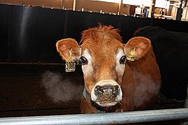 De echte belichaming van de boerendroom - een Jersey-koe