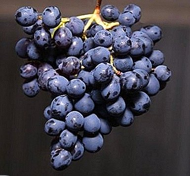 The real treasure for the farmer is Purple Early Grape