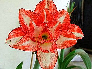 Amaryllis does not bloom? What to do and how to properly care at home during and after flowering