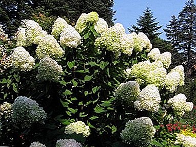 Ikke la hagen hortensia fryse! Hvordan dekke hortensiaen til vinteren?