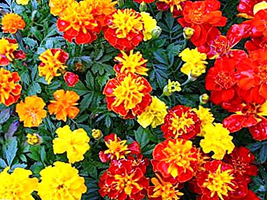 Not only decoration beds, but also a doctor! Marigolds - medicinal properties, folk recipes, contraindications