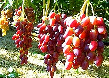 No uvas, pero tesoro - variedad Pereyaslavskaya Rada