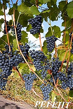 Tyske druer med fremragende immunitet - Regent sort