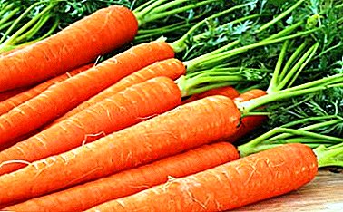 La temperatura necesaria para almacenar zanahorias: la importancia de los grados, la diferencia entre las variedades y otros matices