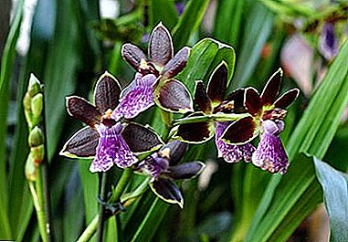 Zigopetalum d'orchidée inhabituelle et étonnante