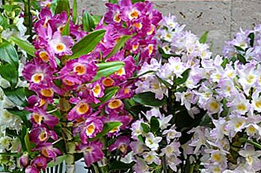 Nenavadne orhideje s Kitajske - kako vzgojiti lepo cvet iz semen doma?