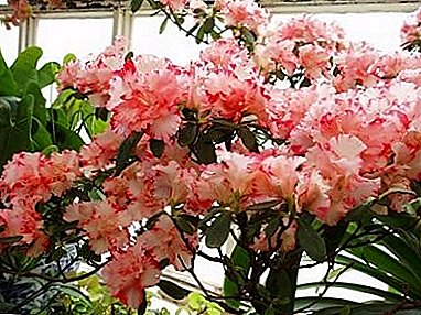Esplendor inusual de la floración de Rhododendron Schlippenbach: foto y cultivo a partir de semillas.