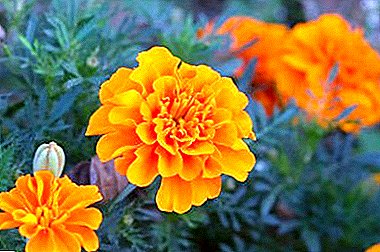 Unusual marigolds: what do the flowers look like in a photo, and why do they sometimes not want to open buds?