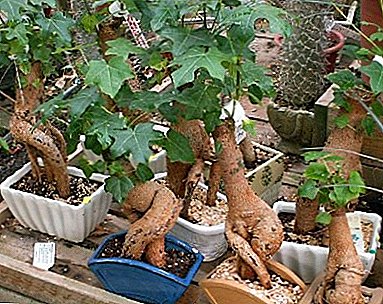 Ungewöhnlicher Flaschenbaum - Brachychiton