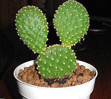 La única y elegante especie de cactus Opuntia.