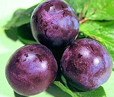 Unpretentious and rich in yield plum "Hungarian Moskovskaya"