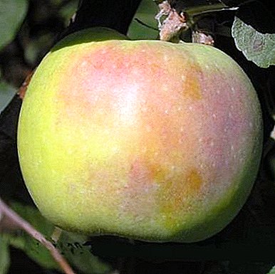 متواضع وبأصناف شجرة التفاح ذات العائد الجيد "Orlovsky Synap"