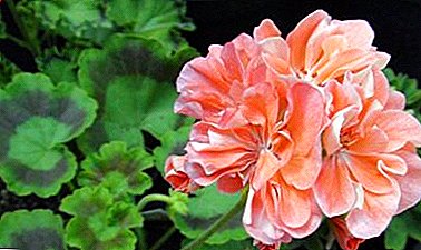 Uhøjtidelig og vedholdende: Hvorfor er reproduktionen af ​​et geraniumark under kraften af ​​begyndende blomsteravlere? Hvordan udføres proceduren?