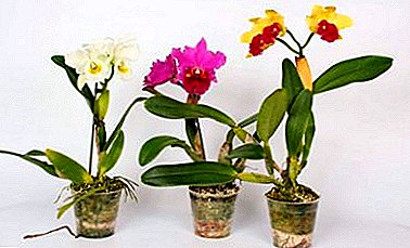Unpretentious beauty - Cattleya-orkidea. Kuvaus, valokuvia, vihjeitä kotona kasvamisesta