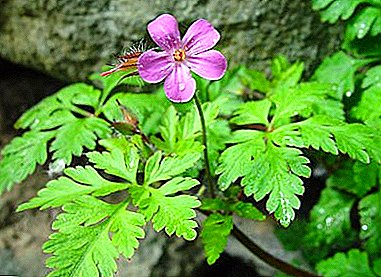 Unpretentious annual geranium Robert: description with photos, features of cultivation and possible problems