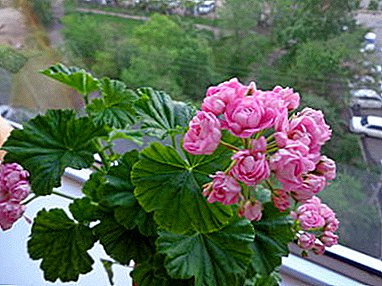 Nenáročná Rose Pelargonium Anita - nuansy pestovania a chovu