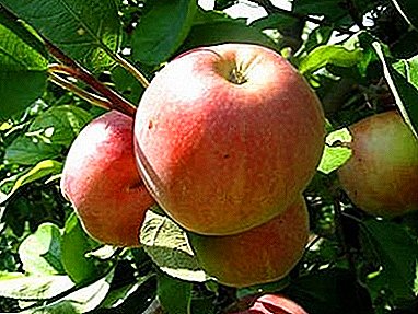 Unpretentious apple tree of industrial variety - variety Freshness
