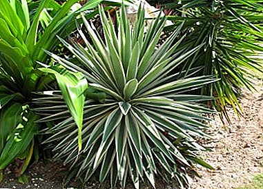 The unpretentious Yucca aloelista is an excellent choice for home and office!