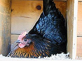 소박하고 병에 걸린 닭은 번식 한 모스크바 블랙