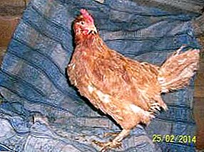 अनिमैंडिंग और अत्यधिक उत्पादक उच्च-पंक्ति मुर्गियां
