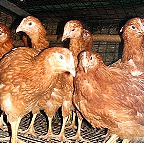 Undemanding chickens breed Loman Brown with high vitality