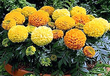 Unpretentious undersized marigold: features, photo and care