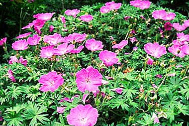 Unpretentious grassy plants for open ground: what good is gray geranium and which varieties are popular?